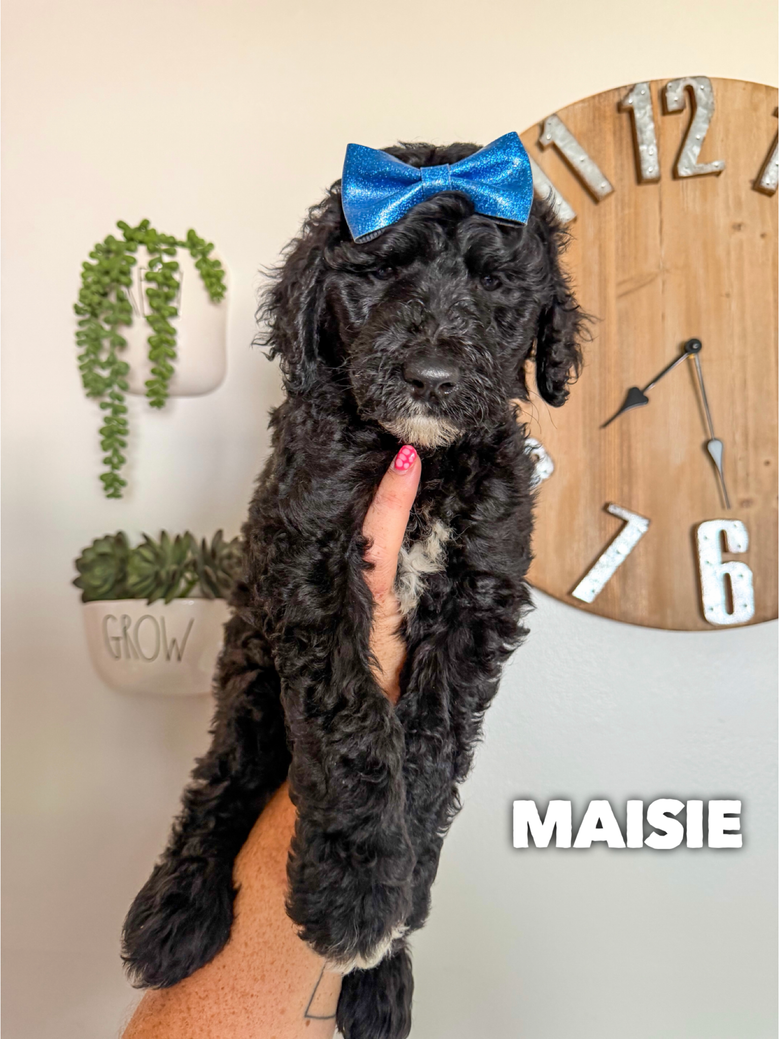 Maisie 1